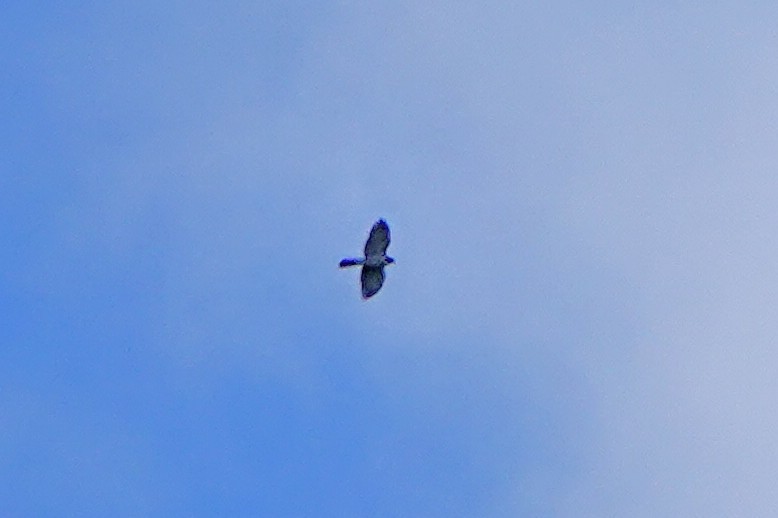 Chinese Sparrowhawk - ML643072257