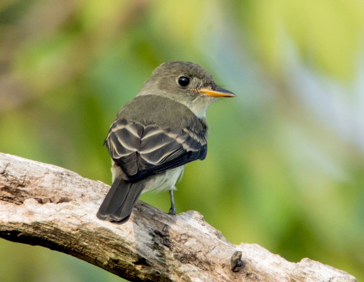 Eastern Wood-Pewee - ML643072261