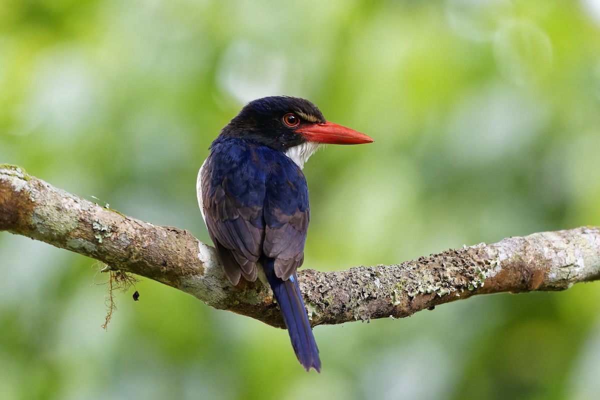 White-rumped Kingfisher - ML643072276