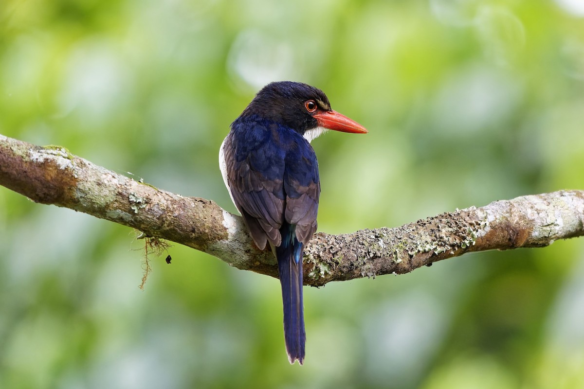 White-rumped Kingfisher - ML643072277