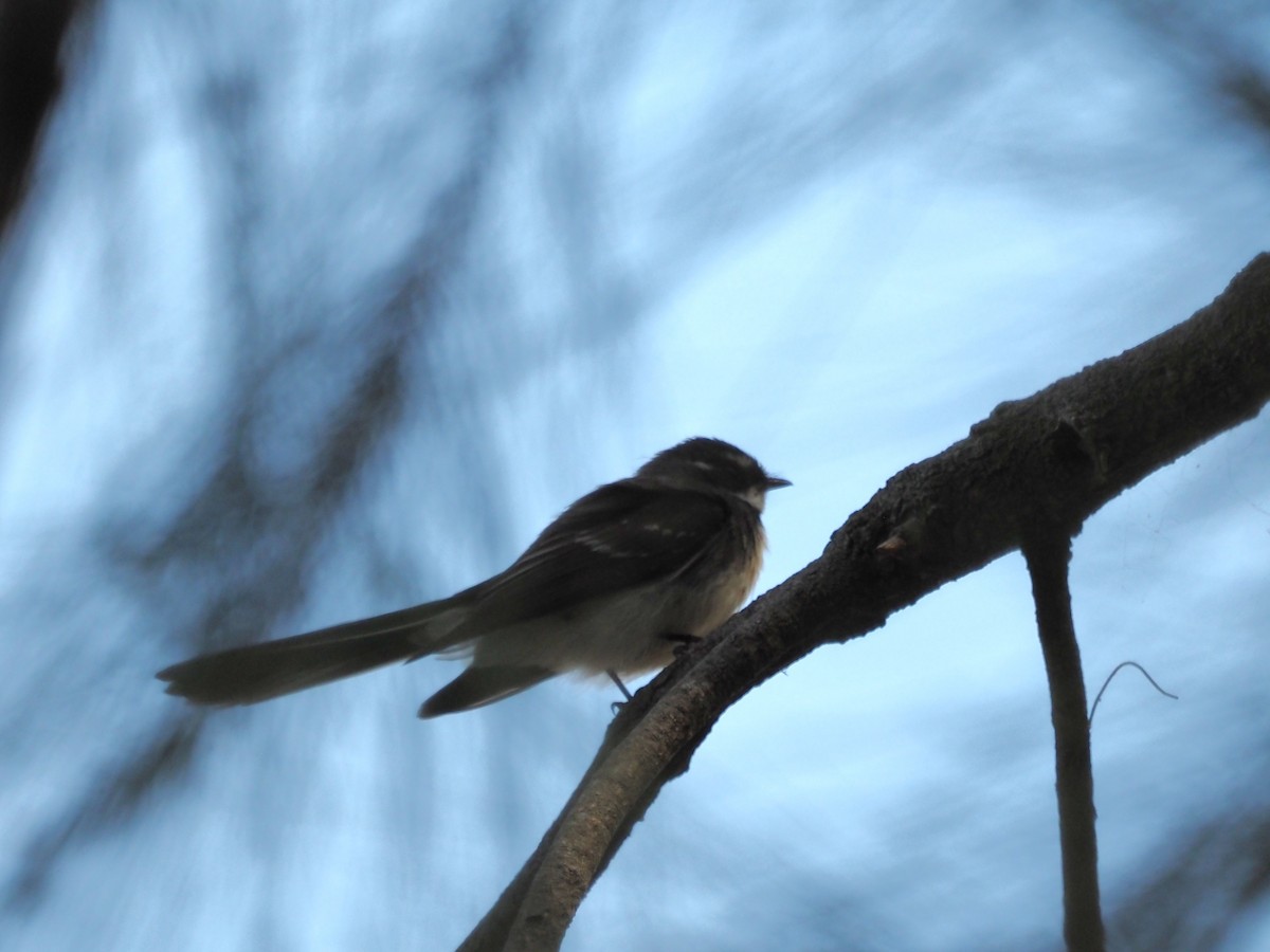 Gray Fantail - ML643072292