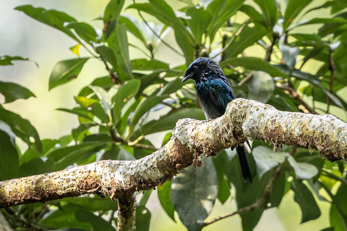 Bronzed Drongo - ML643072301