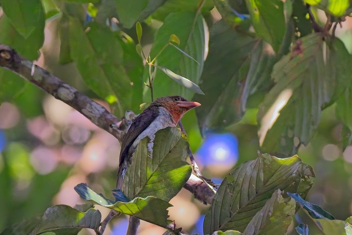 Brown Barbet - ML643072326