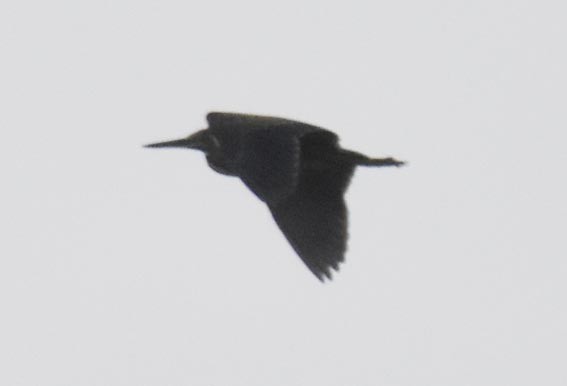 Black Bittern - ML643072331