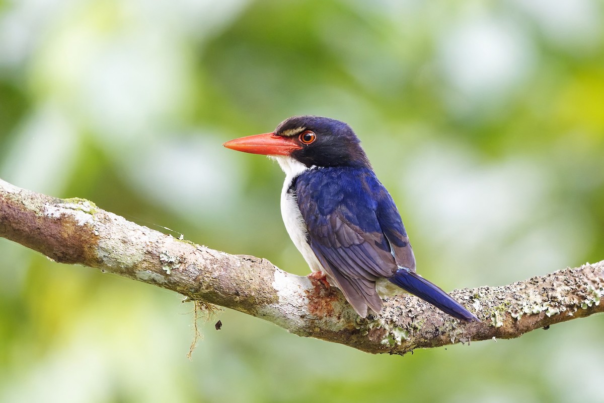 White-rumped Kingfisher - ML643072346