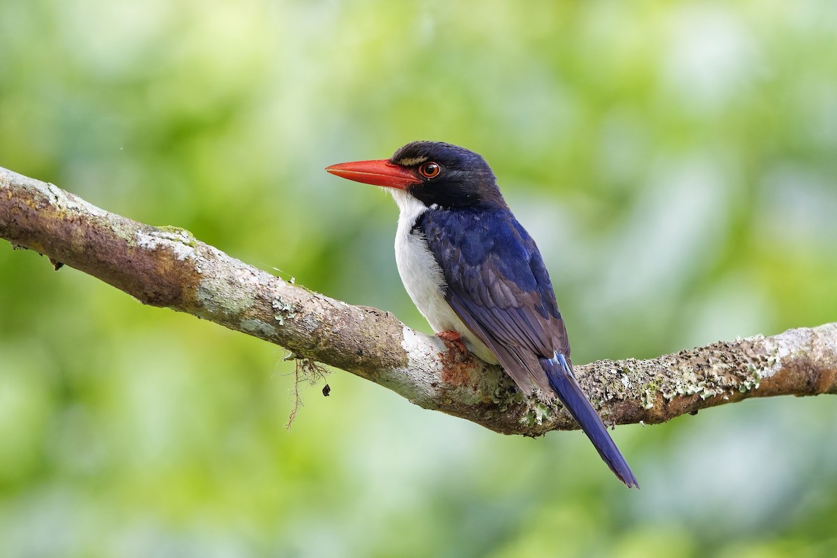 White-rumped Kingfisher - ML643072349
