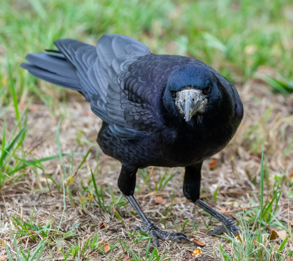 Rook - ML643072370