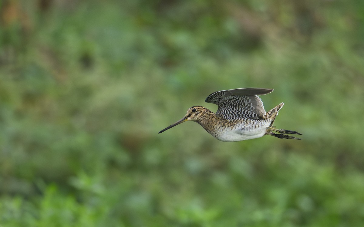 Pin-tailed Snipe - ML643072372