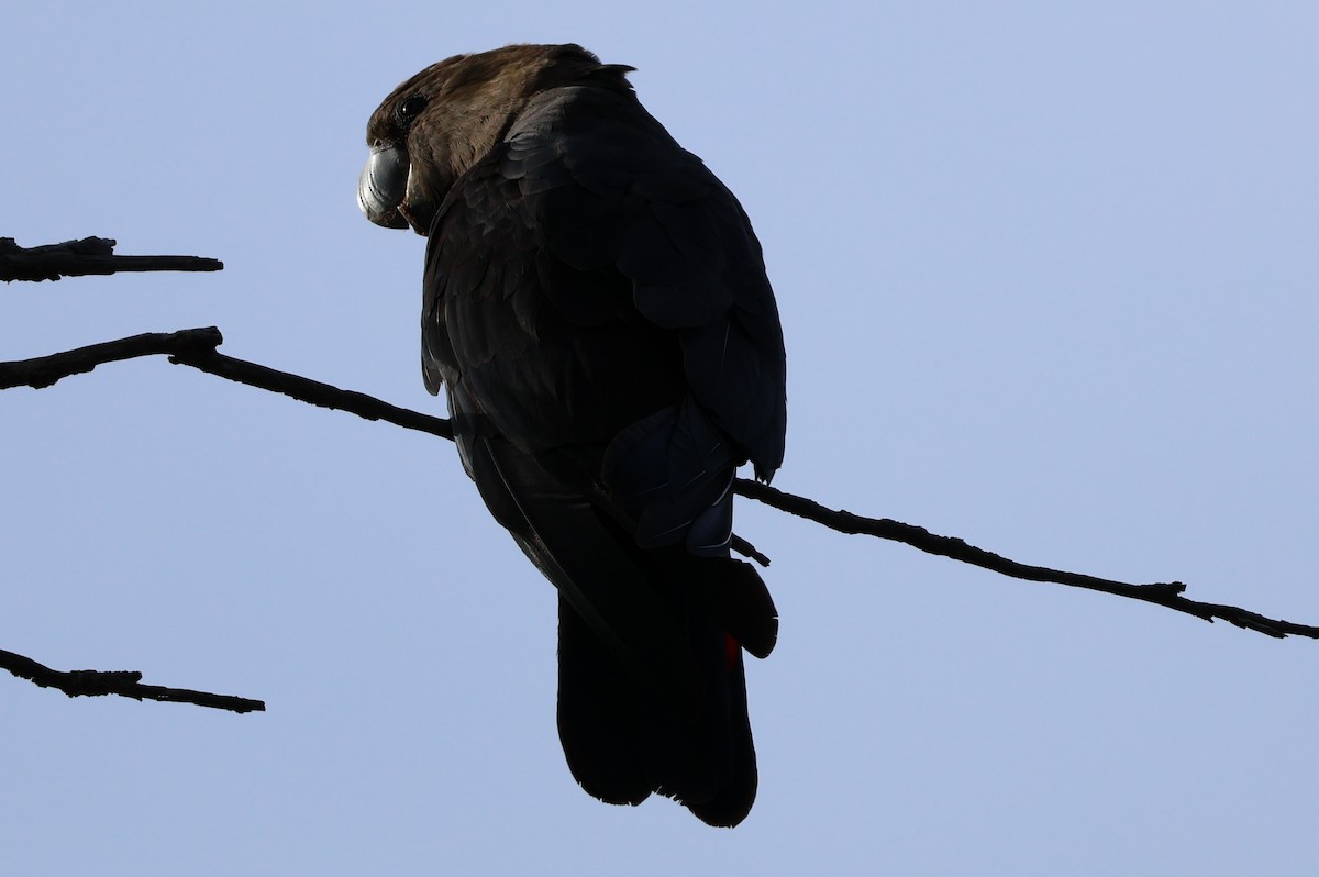 Parlak Siyah Kakadu - ML643072375