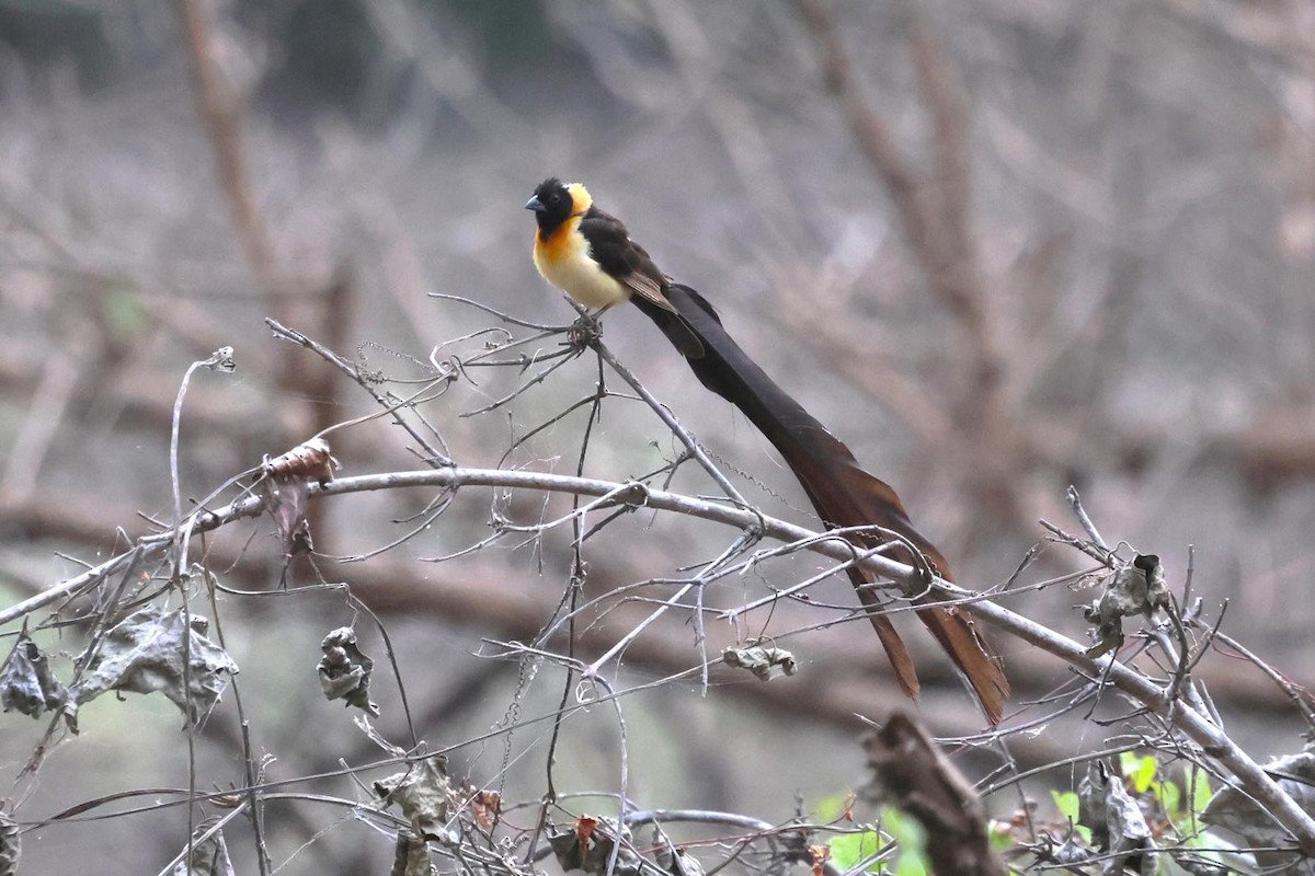 Sahel Paradise-Whydah - ML643072397