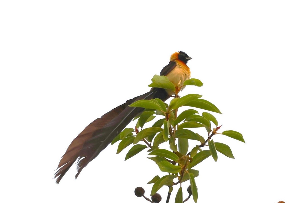 Sahel Paradise-Whydah - ML643072398