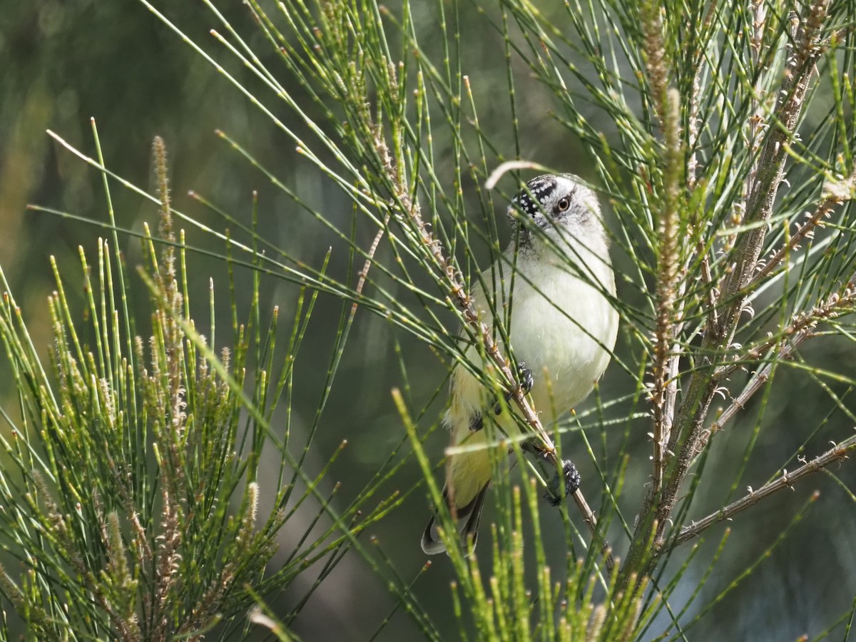 Yellow-rumped Thornbill - ML643072417