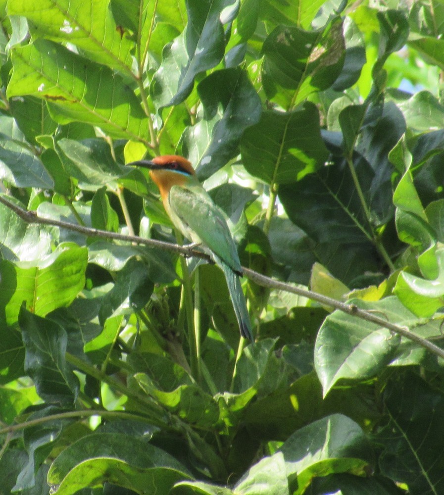 Böhm's Bee-eater - ML643072445