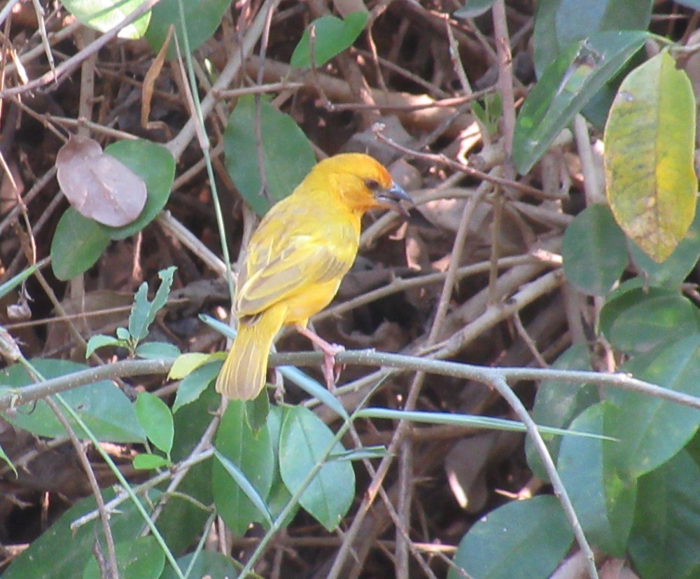 African Golden-Weaver - ML643072454