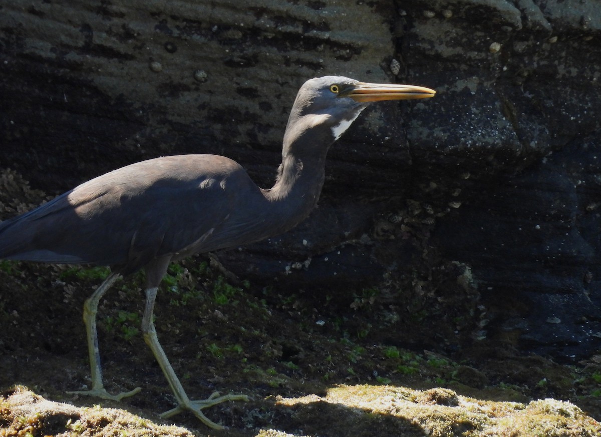 Pacific Reef-Heron - ML643072457