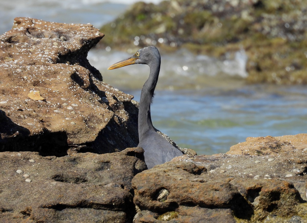 Pacific Reef-Heron - ML643072463