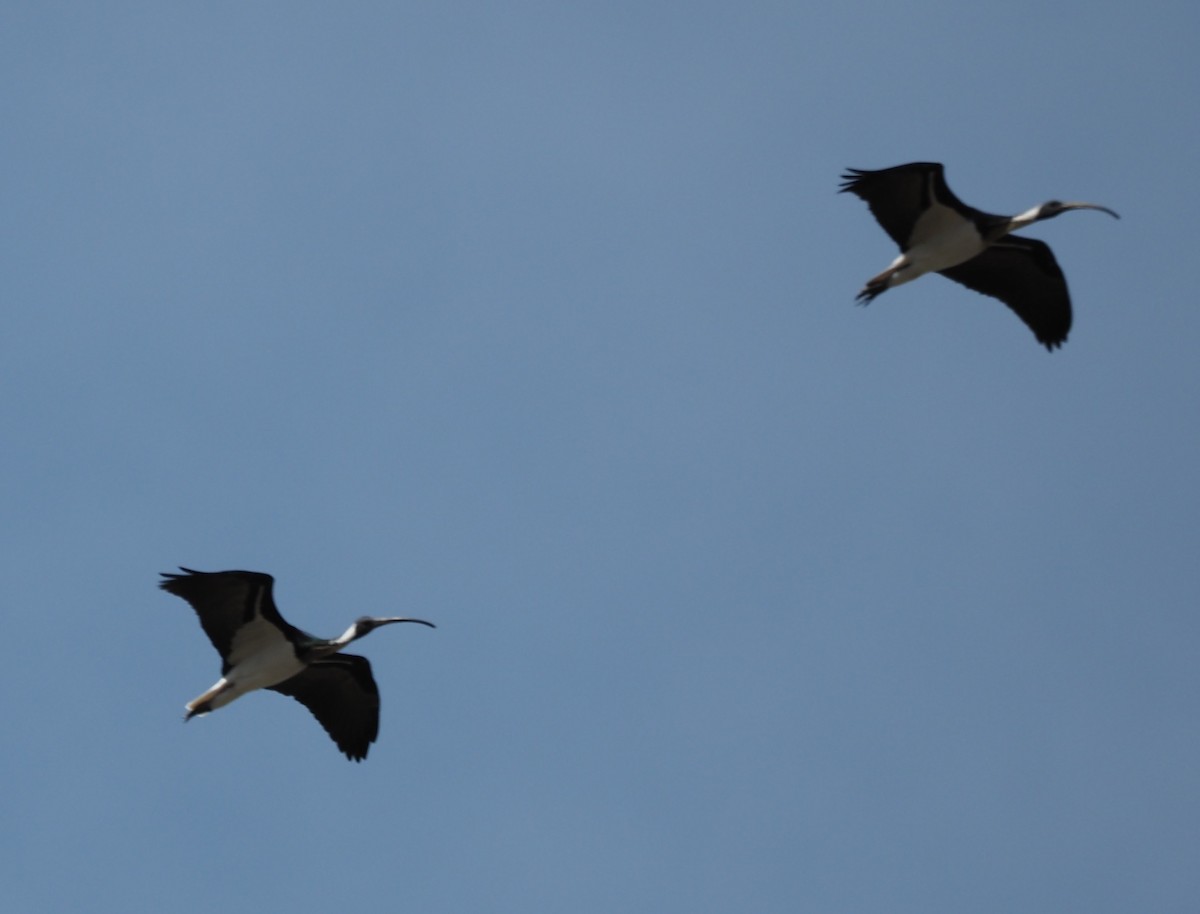 Straw-necked Ibis - ML643072468