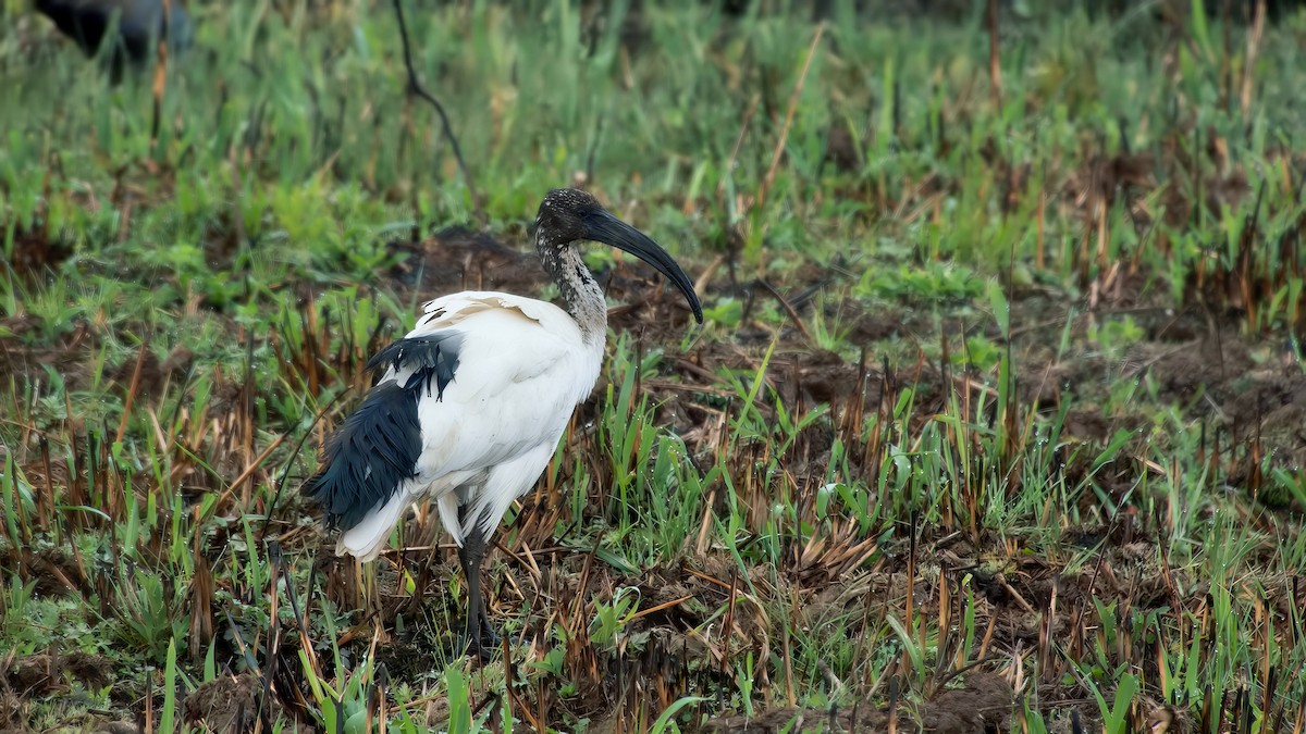 Ibis sacro - ML643072473