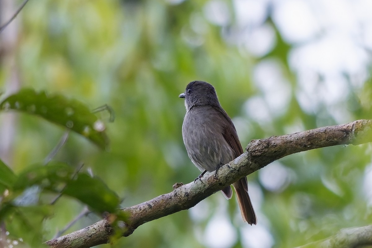 Flores Jungle Flycatcher - ML643072484