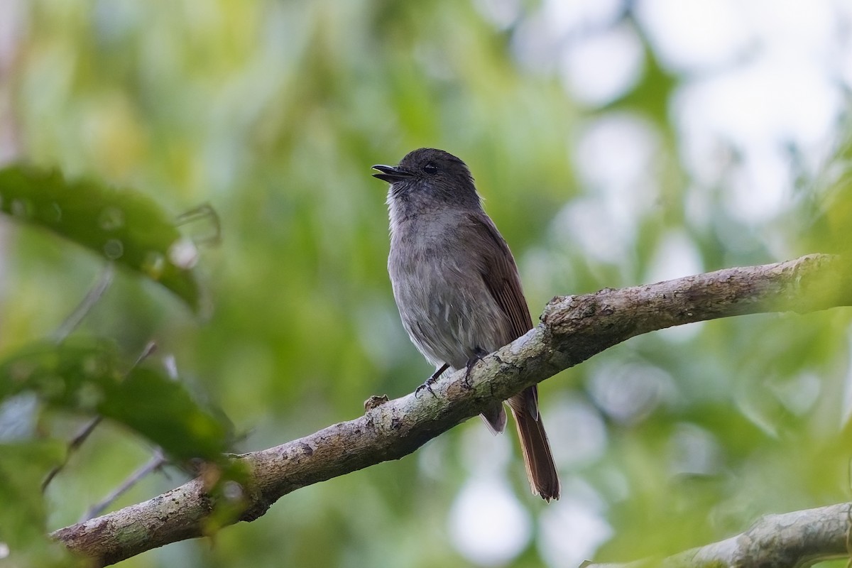Flores Jungle Flycatcher - ML643072485