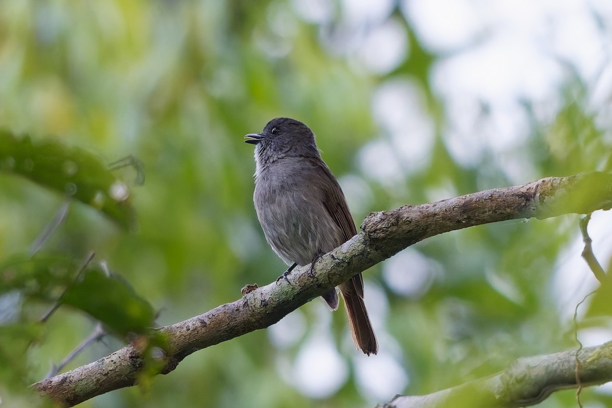 Flores Jungle Flycatcher - ML643072486
