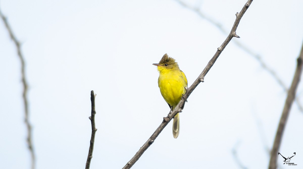 African Yellow-Warbler - ML643072487