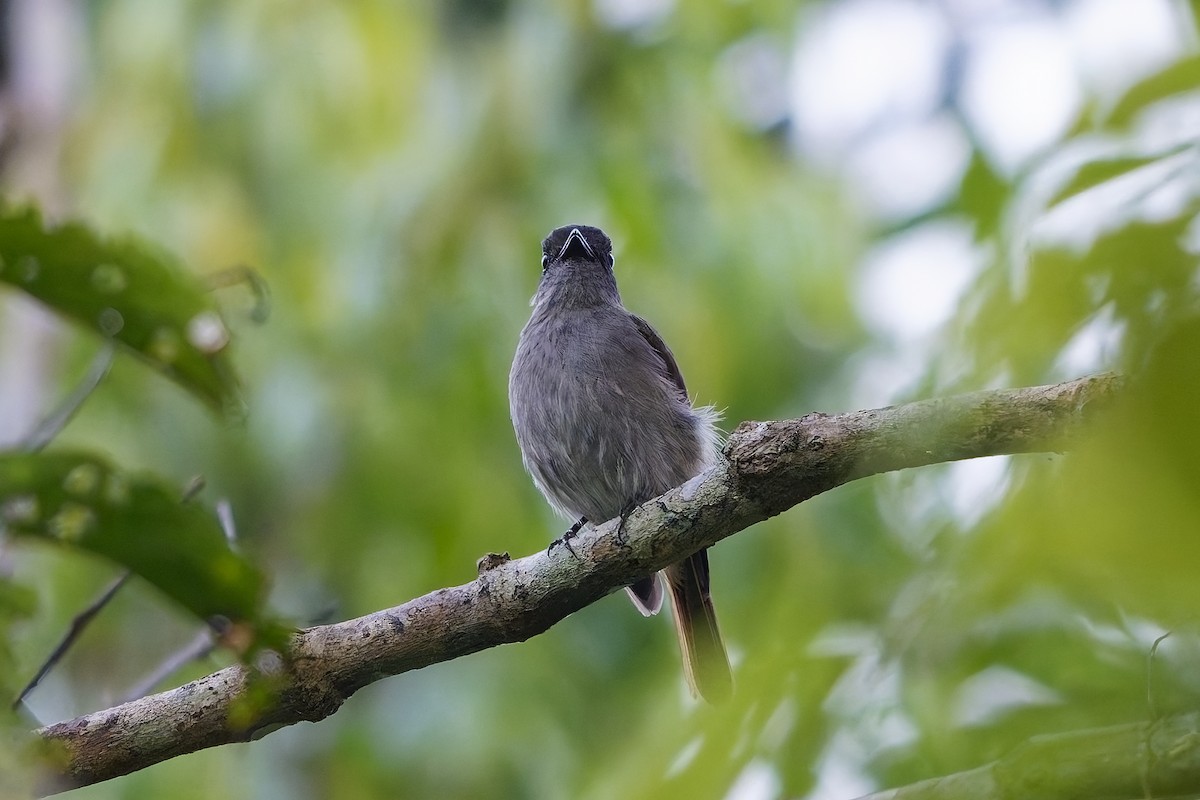 Flores Jungle Flycatcher - ML643072489