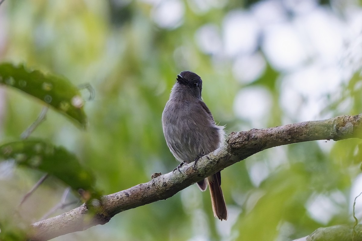 Flores Jungle Flycatcher - ML643072490