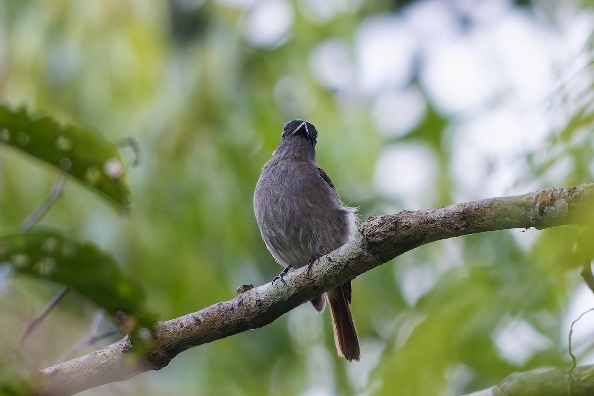 Flores Jungle Flycatcher - ML643072492