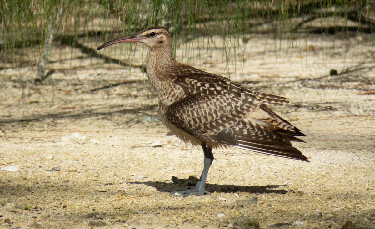 Bristle-thighed Curlew - ML643072500
