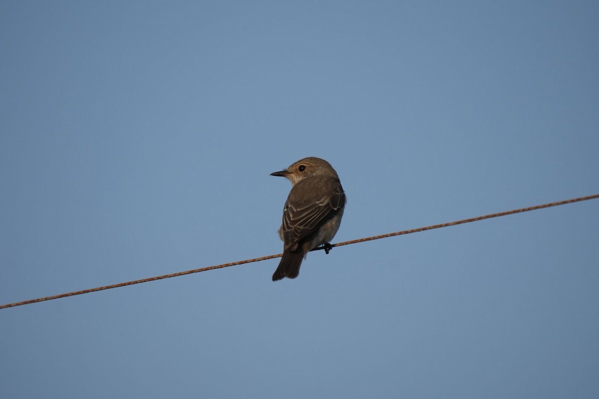 Spotted Flycatcher - ML643072503