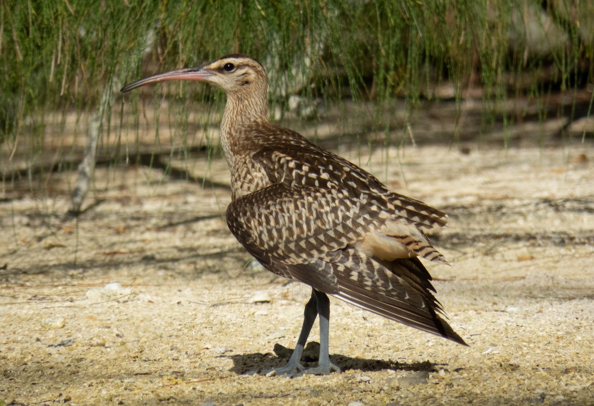 Bristle-thighed Curlew - ML643072505
