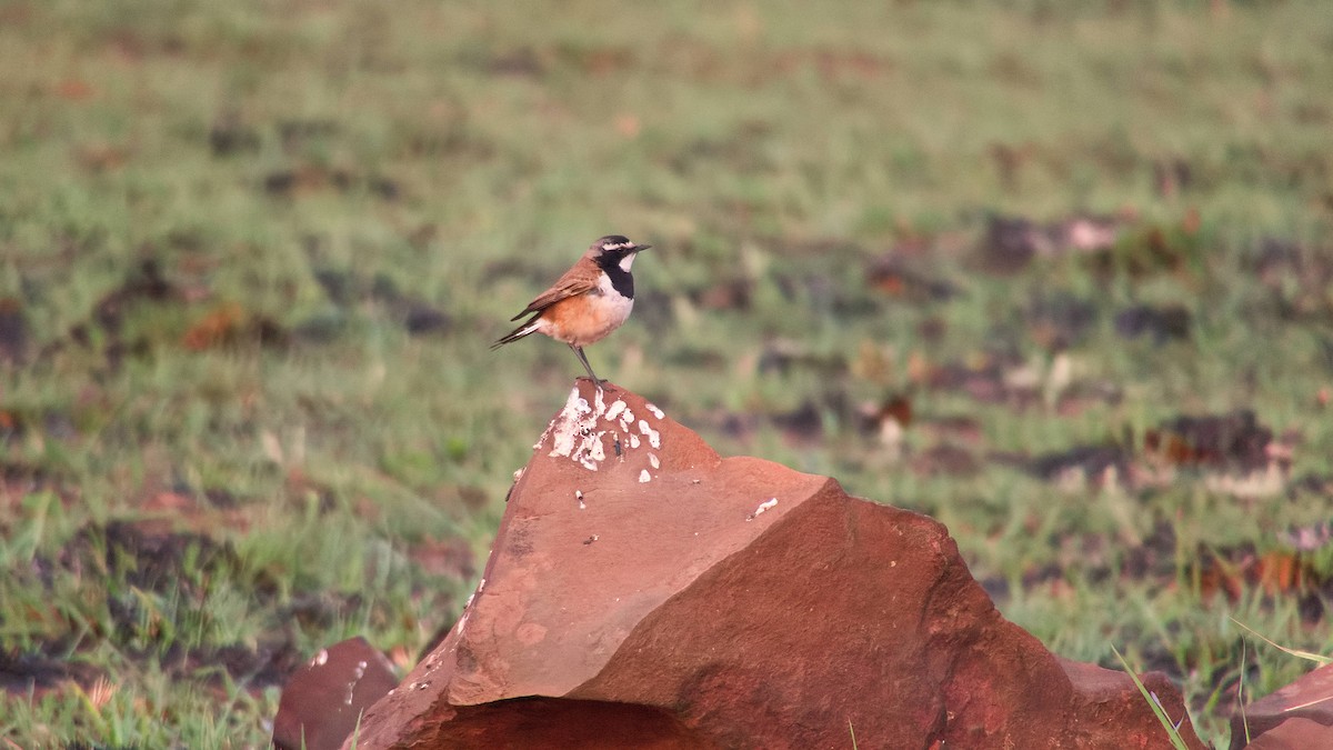 Capped Wheatear - ML643072508
