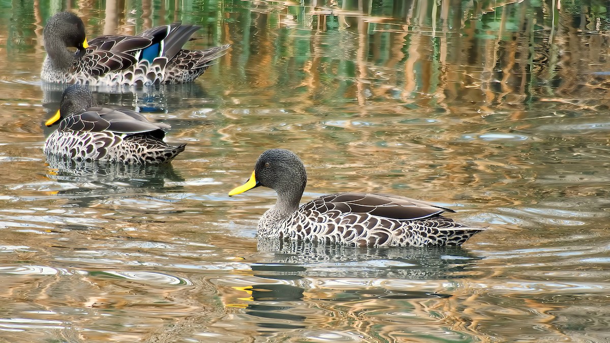 Yellow-billed Duck - ML643072523
