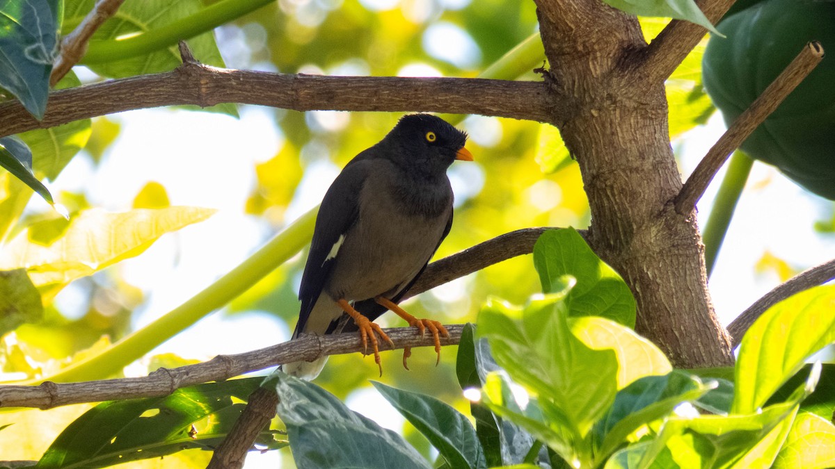 Jungle Myna - ML643072534