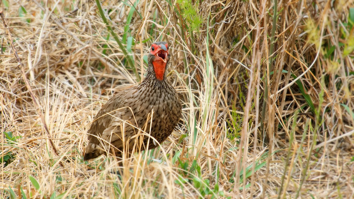 Francolin de Swainson - ML643072535