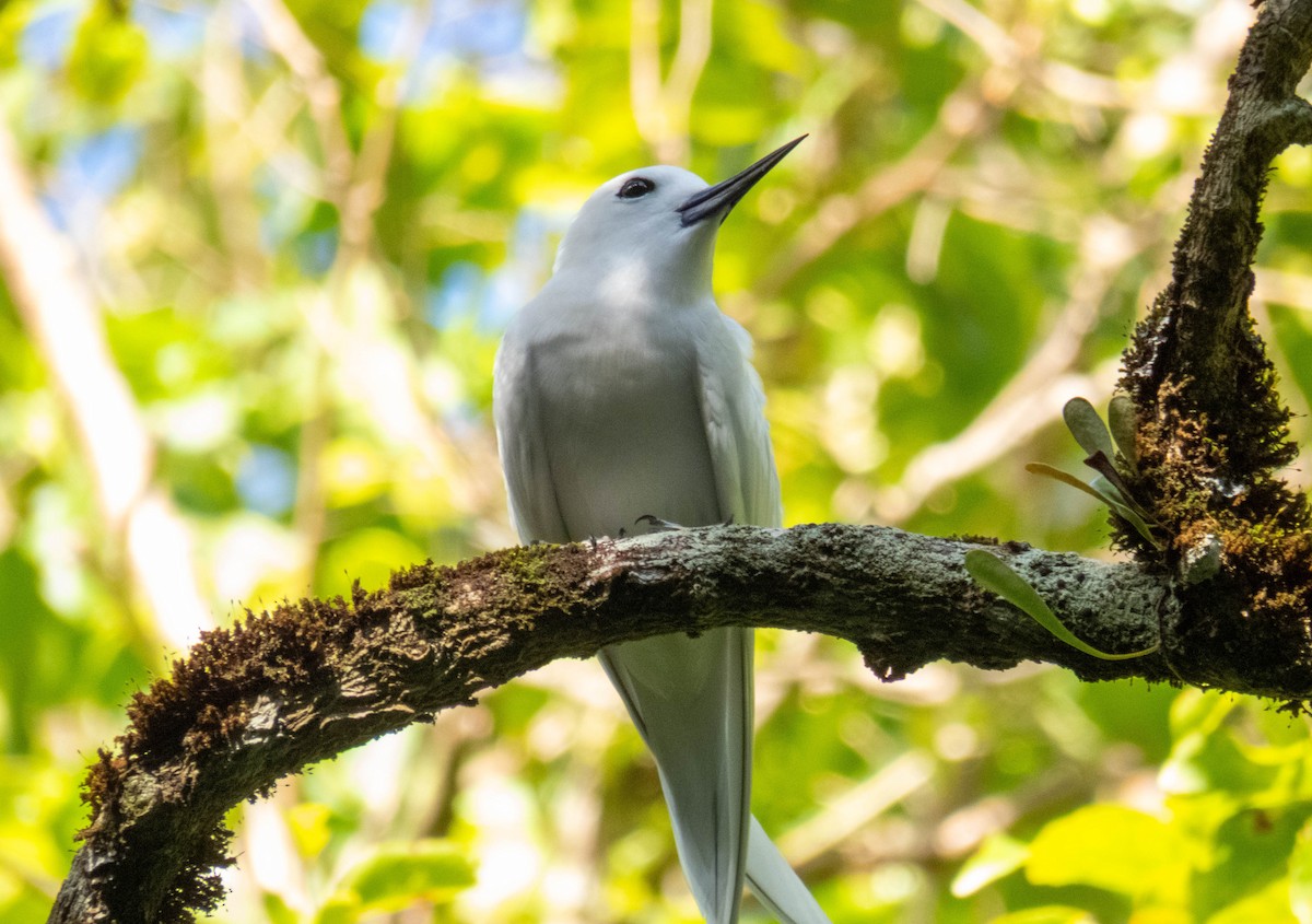 White Tern - ML643072570