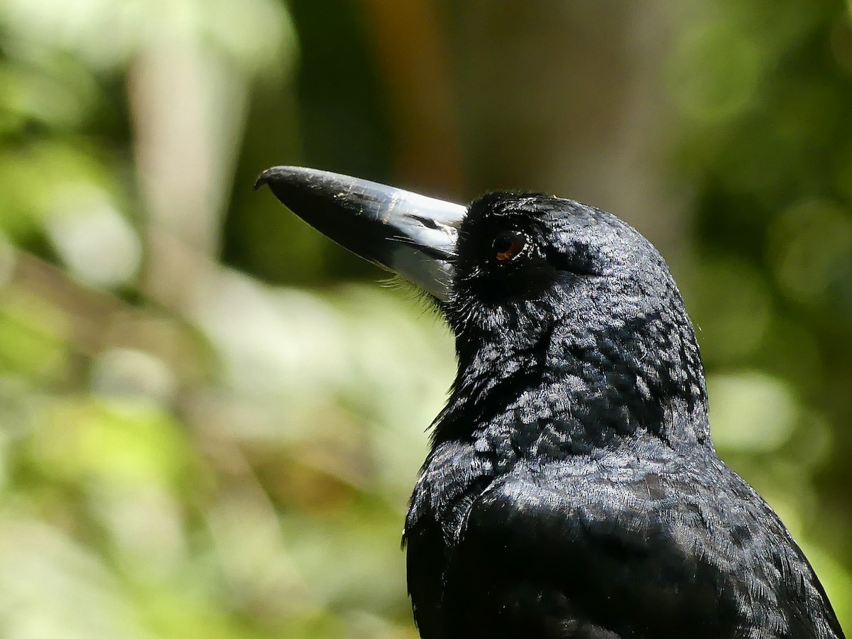 Black Butcherbird - ML643072576