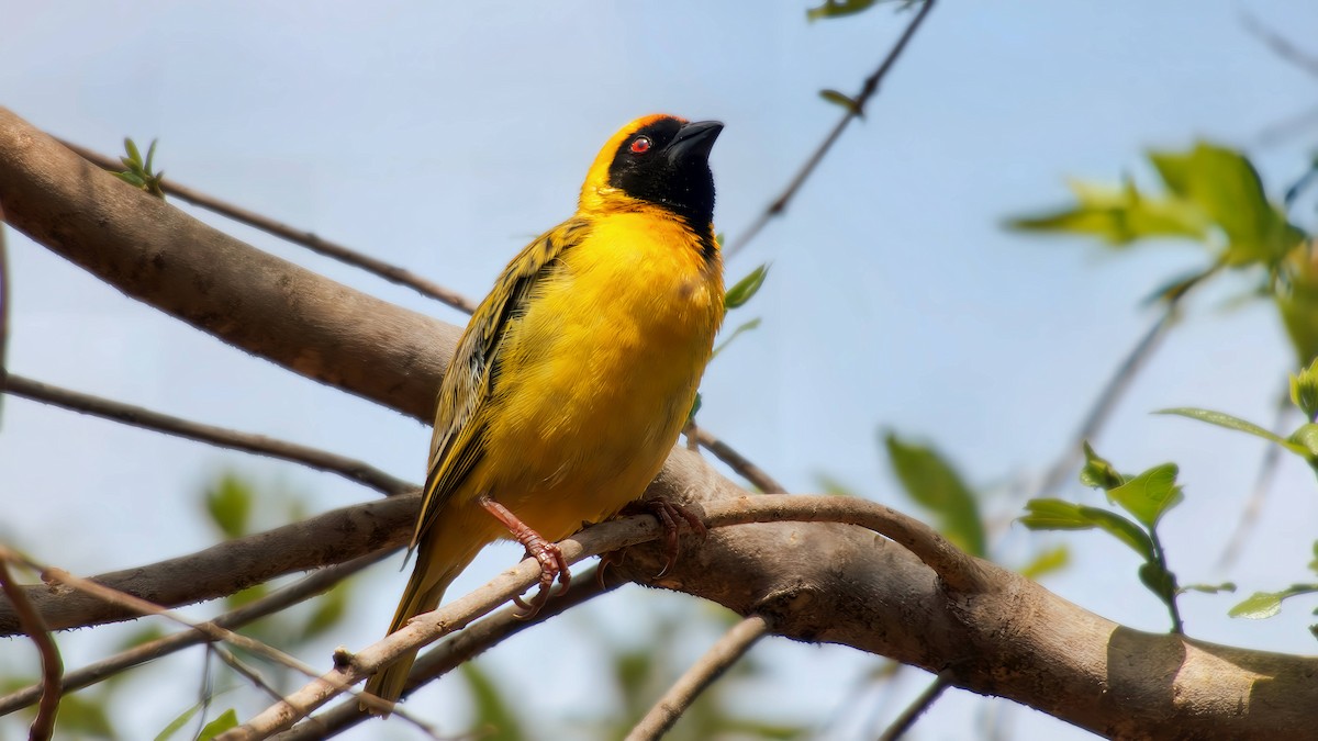 snovač jihoafrický - ML643072582