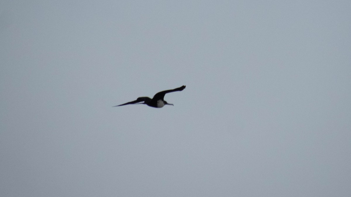 Great Frigatebird - ML643072593