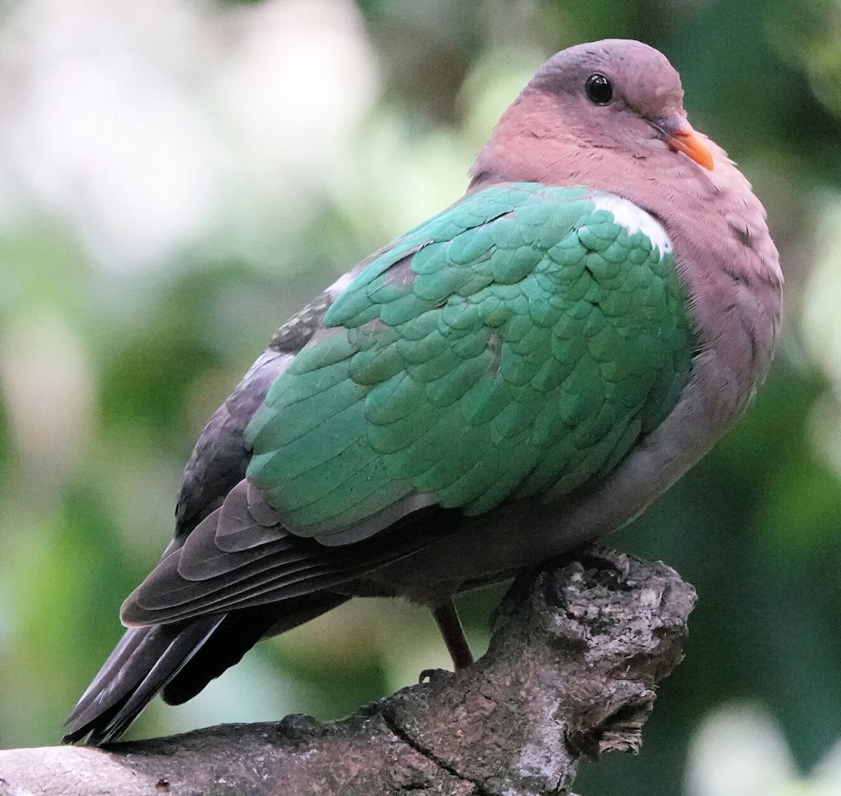 Pacific Emerald Dove - ML643072594