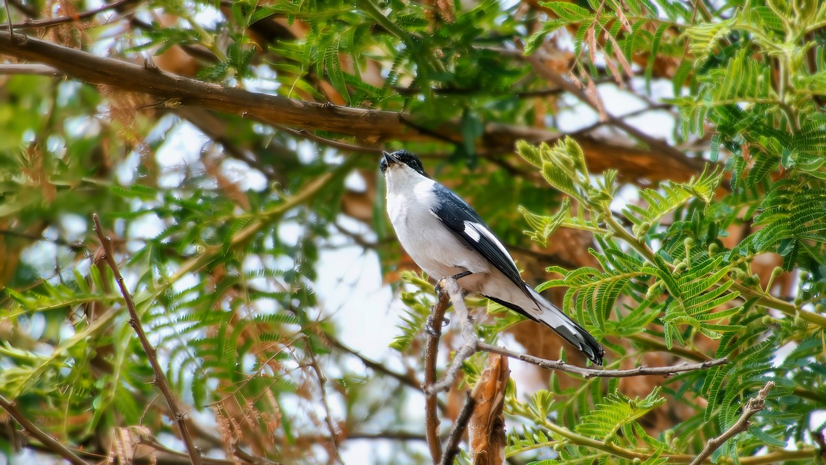 Fiscal Flycatcher - ML643072599