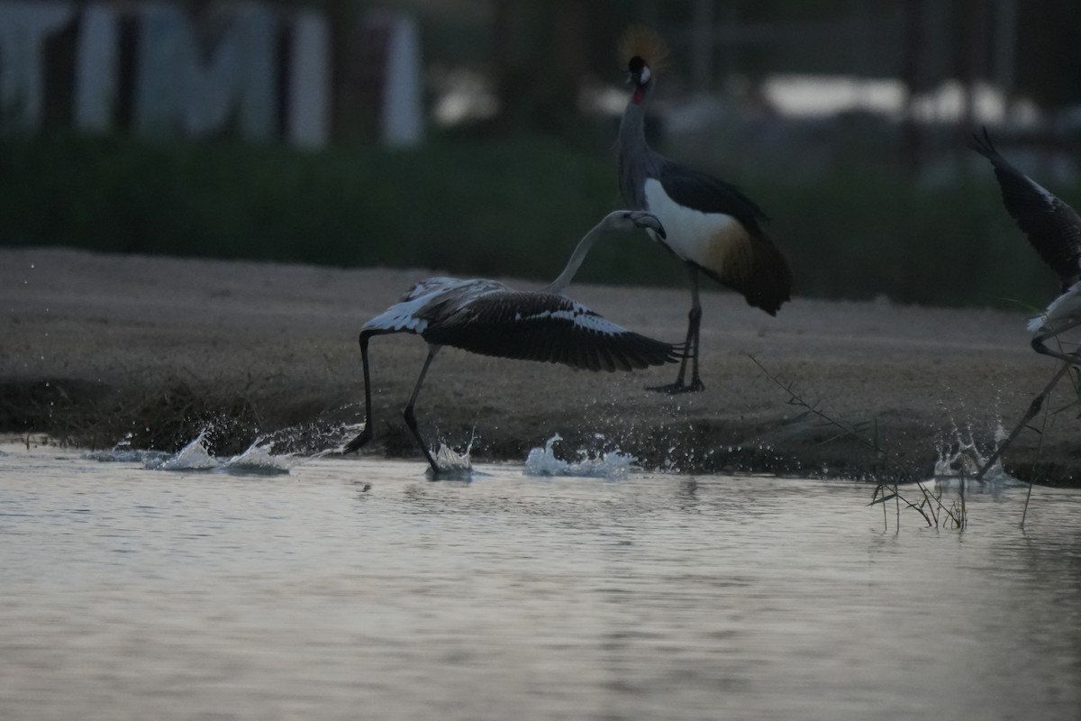 Gray Crowned-Crane - ML643072601