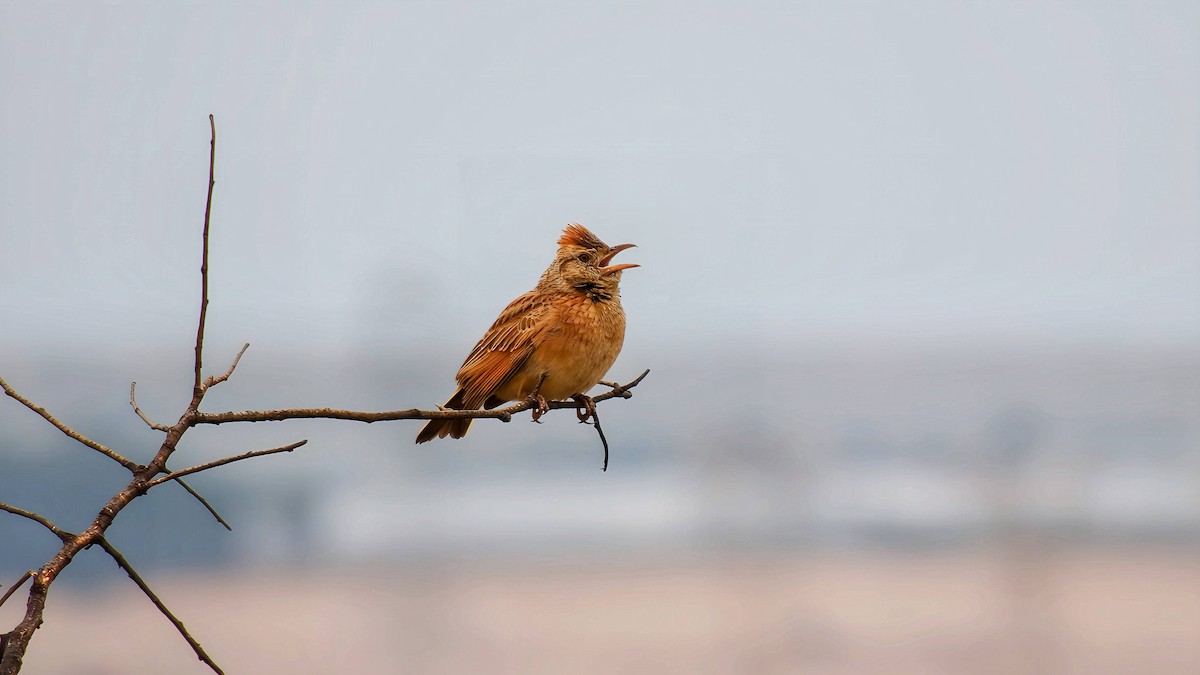 Rufous-naped Lark - ML643072607