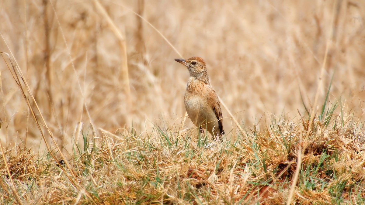 Rufous-naped Lark - ML643072608