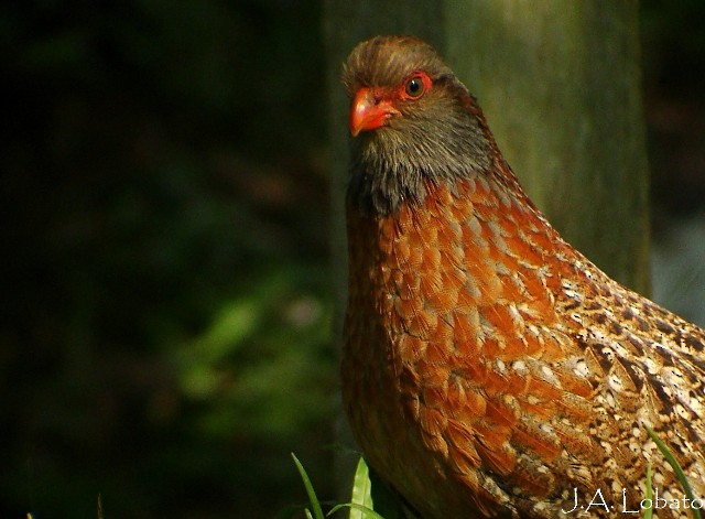 Bearded Wood-Partridge - ML64307261