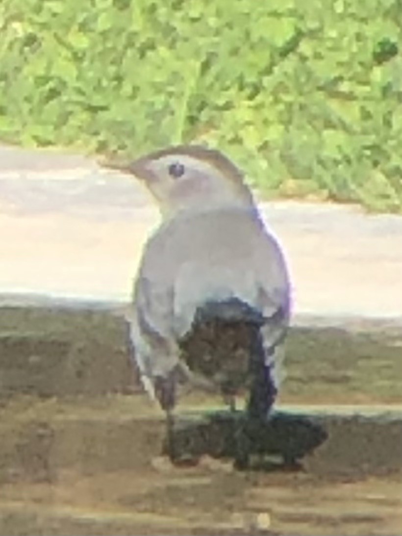 Gray Catbird - ML643072621