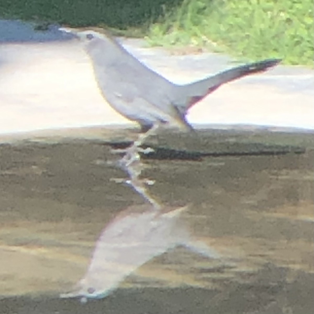Gray Catbird - ML643072624