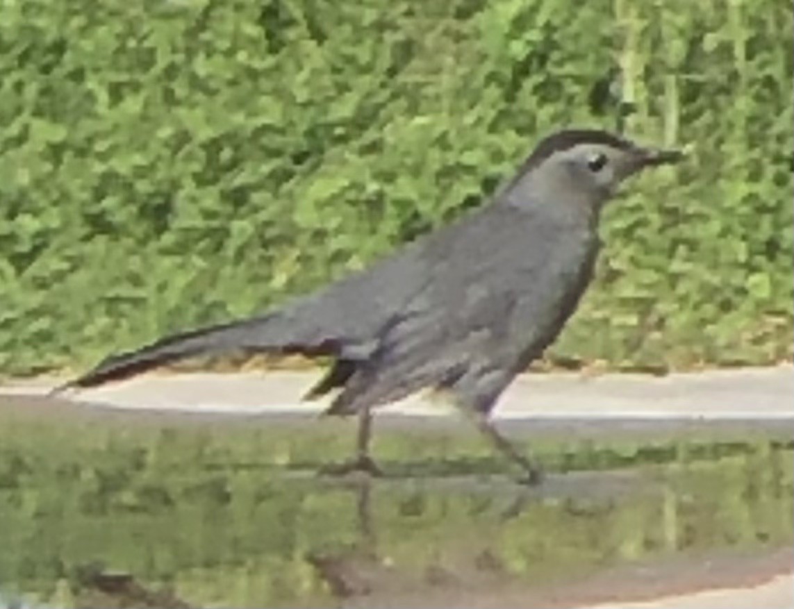 Gray Catbird - ML643072626