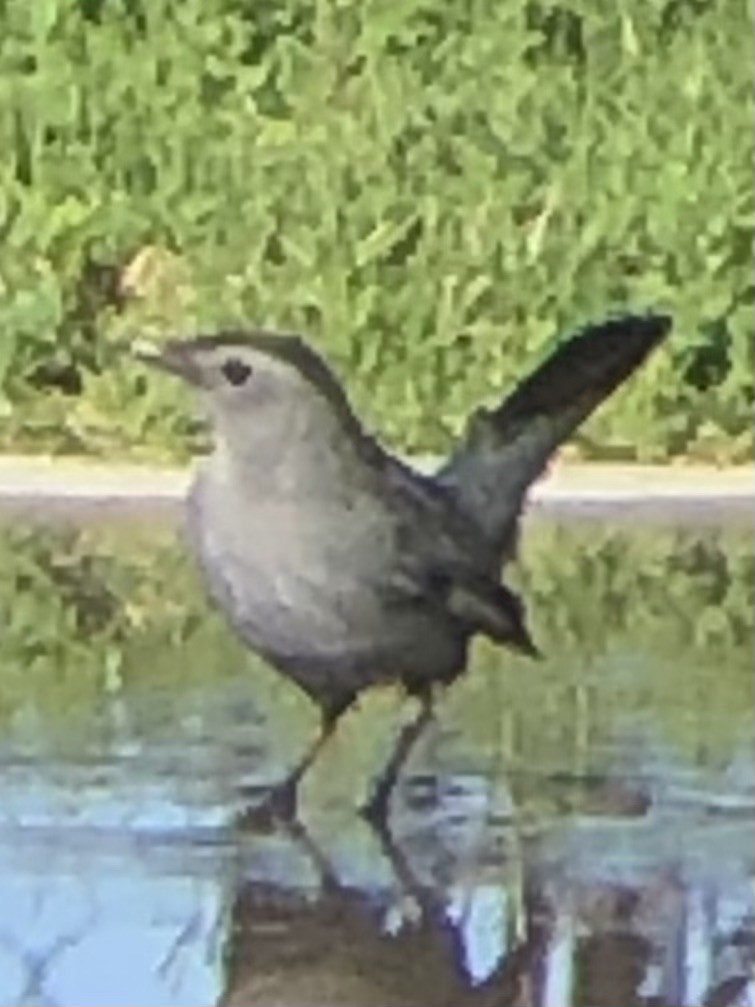 Gray Catbird - ML643072628